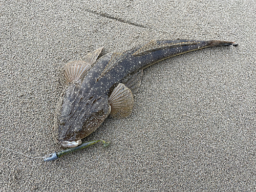 マゴチの釣果