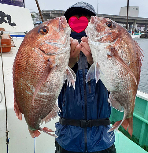 マダイの釣果