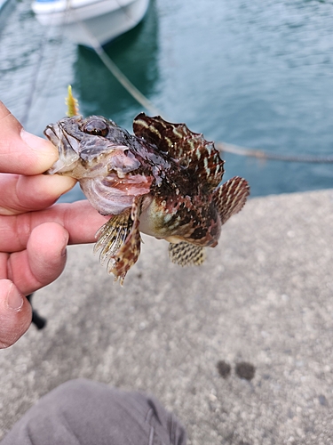 カジカの釣果