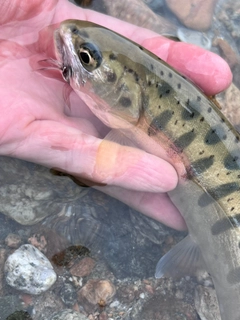 ヤマメの釣果