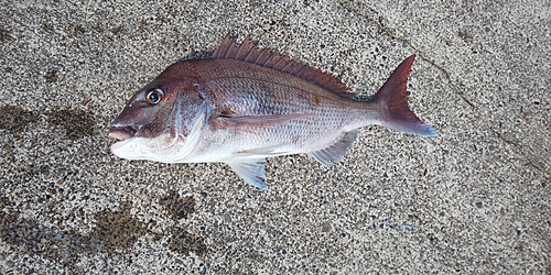 釣果