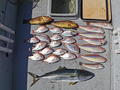 シロアマダイの釣果