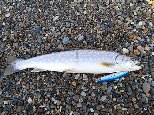 ウミアメの釣果