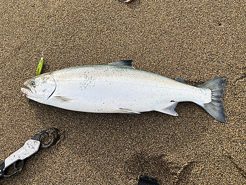 サクラマスの釣果