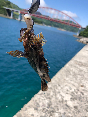 アラカブの釣果