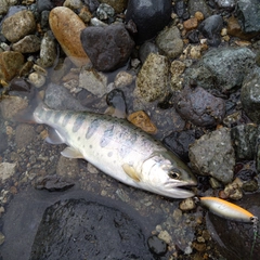 アマゴの釣果