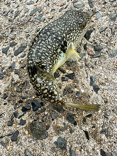 フグの釣果