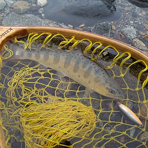 アマゴの釣果