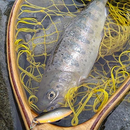 アマゴの釣果