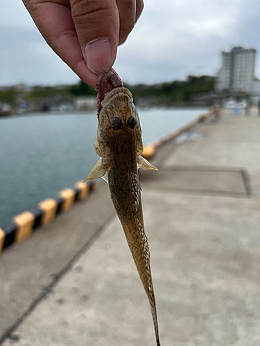 マハタの釣果