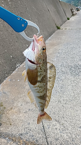 ホッケの釣果