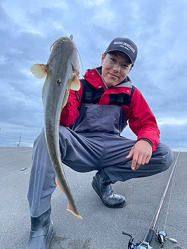 ナマズの釣果