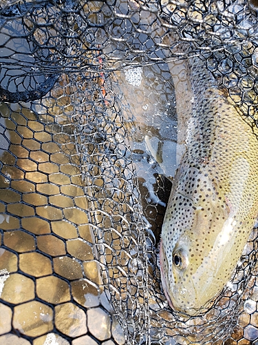 イトウの釣果