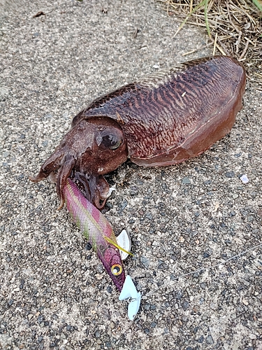 コウイカの釣果