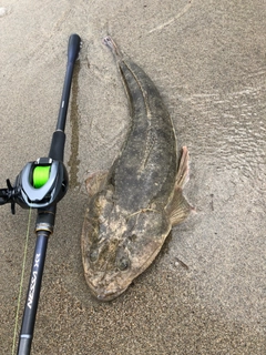 マゴチの釣果