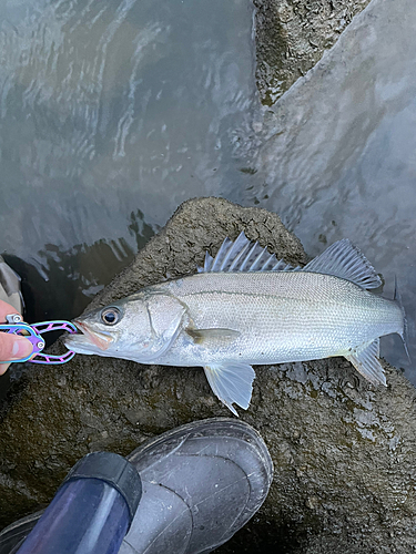 セイゴ（マルスズキ）の釣果