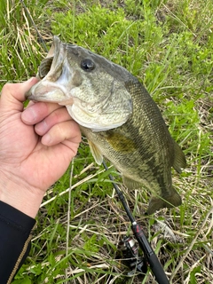 ラージマウスバスの釣果