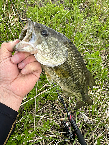 ラージマウスバスの釣果