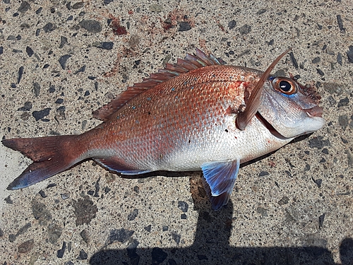 タイの釣果