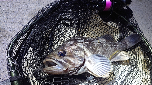 クロソイの釣果