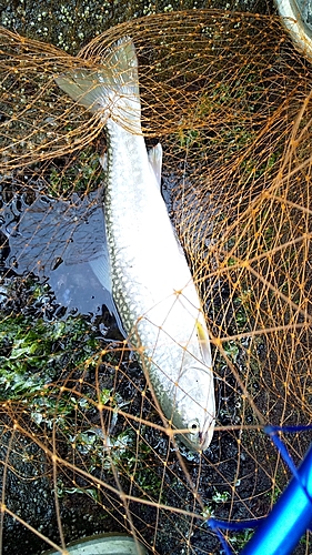 アメマスの釣果