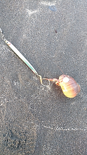 カニの釣果