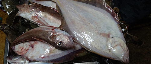 カレイの釣果