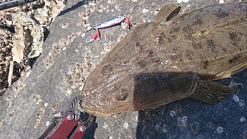 マゴチの釣果