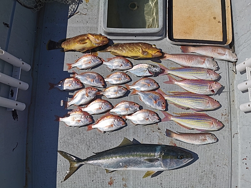 アオハタの釣果