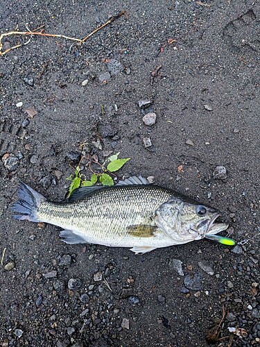 ブラックバスの釣果