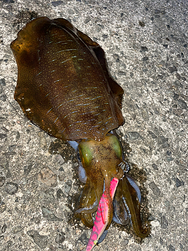 アオリイカの釣果