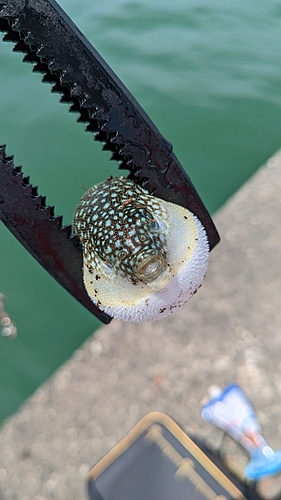 フグの釣果