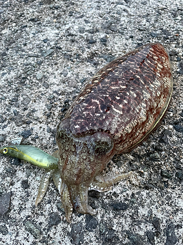 コウイカの釣果