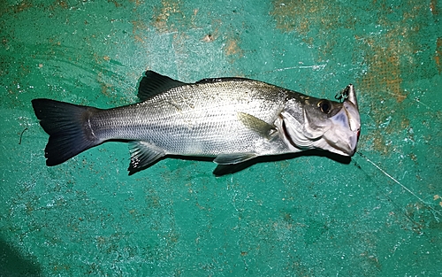 セイゴ（ヒラスズキ）の釣果