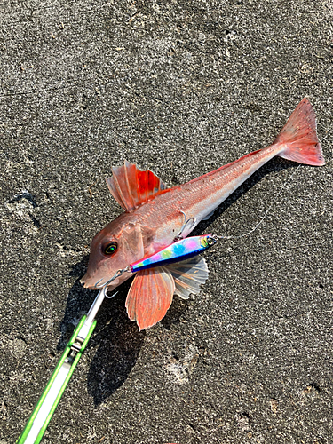 カナガシラの釣果