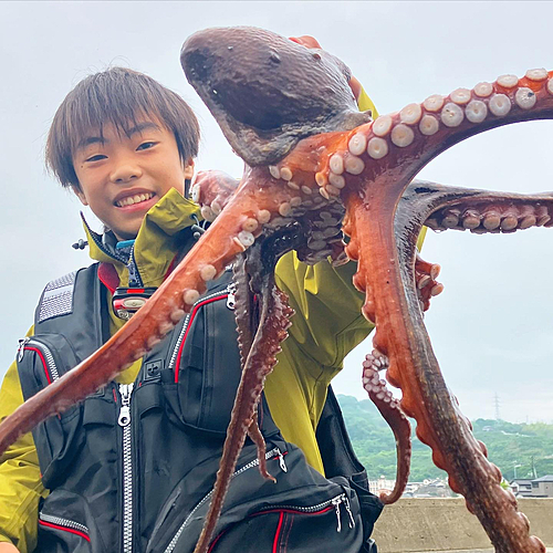 タコの釣果