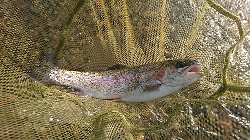 ニジマスの釣果