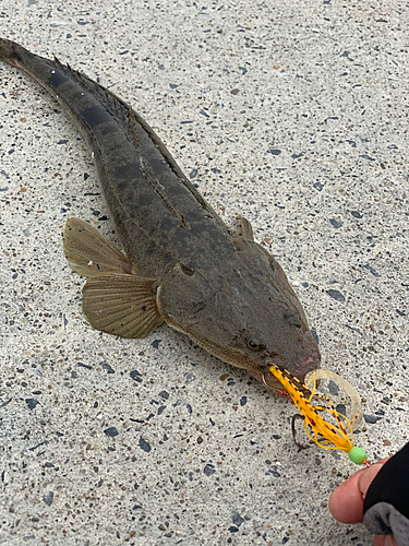 マゴチの釣果