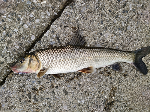 ニゴイの釣果