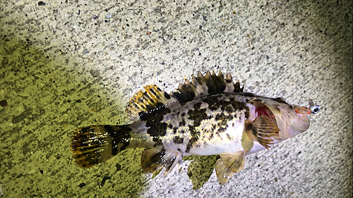 タケノコメバルの釣果