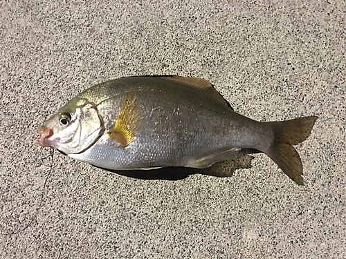 ウミタナゴの釣果