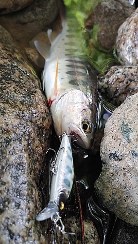 アマゴの釣果