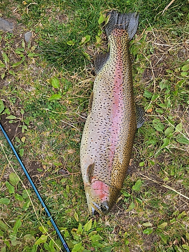 ニジマスの釣果