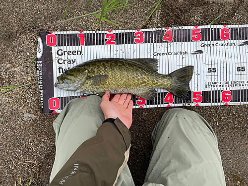 スモールマウスバスの釣果