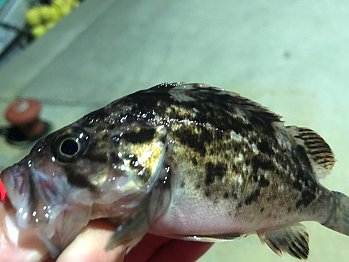 クロソイの釣果