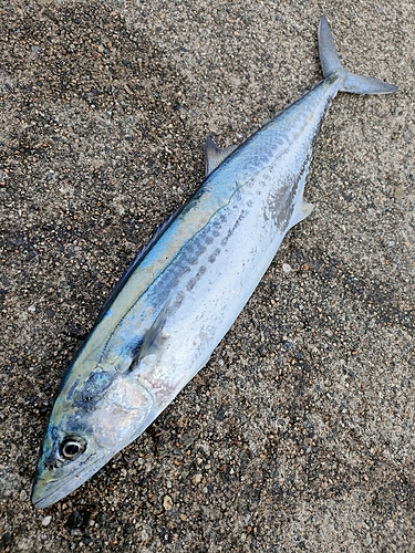 サゴシの釣果