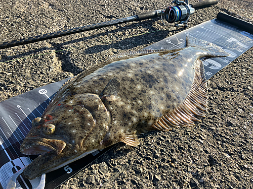 ヒラメの釣果