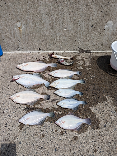 カレイの釣果