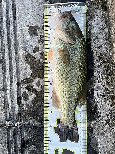 ブラックバスの釣果