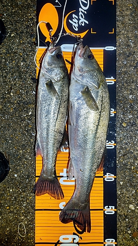 シーバスの釣果